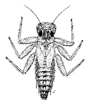 [Austrophlebioides marchanti PIC]